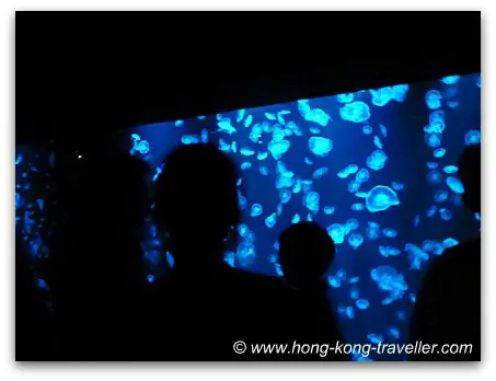 Sea Jelly Spectacular Ocean Park Hong Kong Sea Jelly Spectacular Ocean Park Hong Kong
