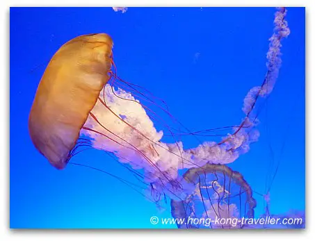 Sea Jelly Spectacular Ocean Park Sea Jelly Spectacular Ocean Park