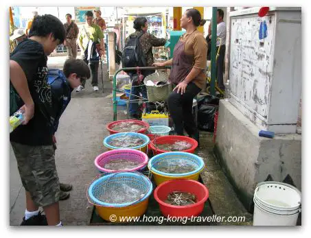 Fresh Seafood Markets Hong Kong Hong Kong Seafood Markets