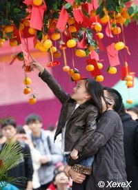 Tossing the wish messages and oranges over the tree Tossing the wish messages and oranges over the tree, it it catches a branch, your wish will come true.