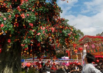 Wishing Tree in Lam Tsuen Wishing Tree in Lam Tsuen